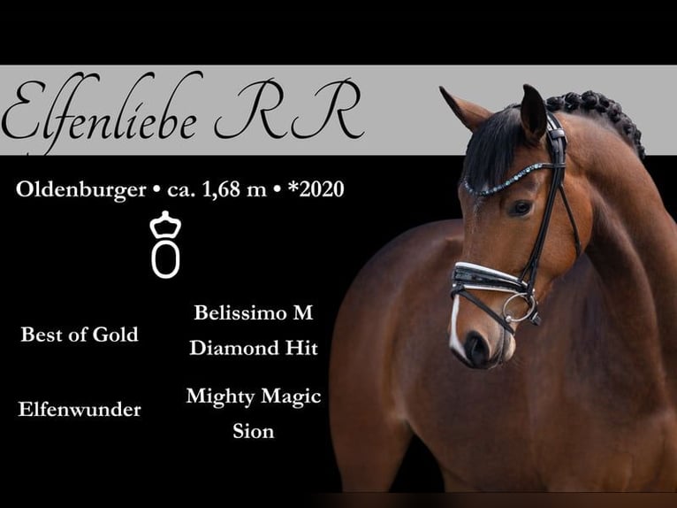 Koń oldenburski Klacz 5 lat 173 cm Gniada in Leer (Ostfriesland) Koń oldenburski Klacz 5 lat 173 cm Gniada in Leer (Ostfriesland)