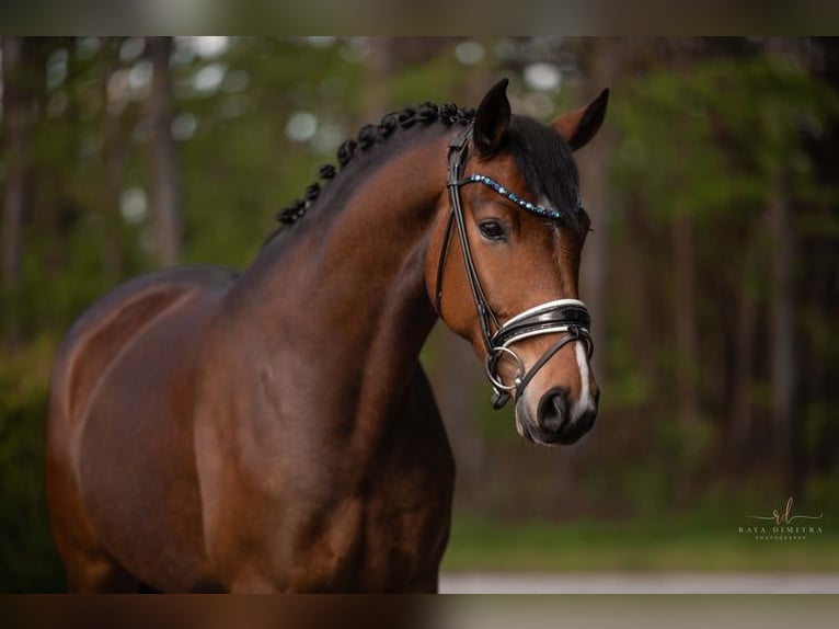 Koń oldenburski Klacz 5 lat 173 cm Gniada in Leer (Ostfriesland) Koń oldenburski Klacz 5 lat 173 cm Gniada in Leer (Ostfriesland)