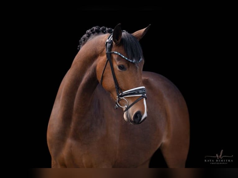 Koń oldenburski Klacz 5 lat 173 cm Gniada in Leer (Ostfriesland) Koń oldenburski Klacz 5 lat 173 cm Gniada in Leer (Ostfriesland)