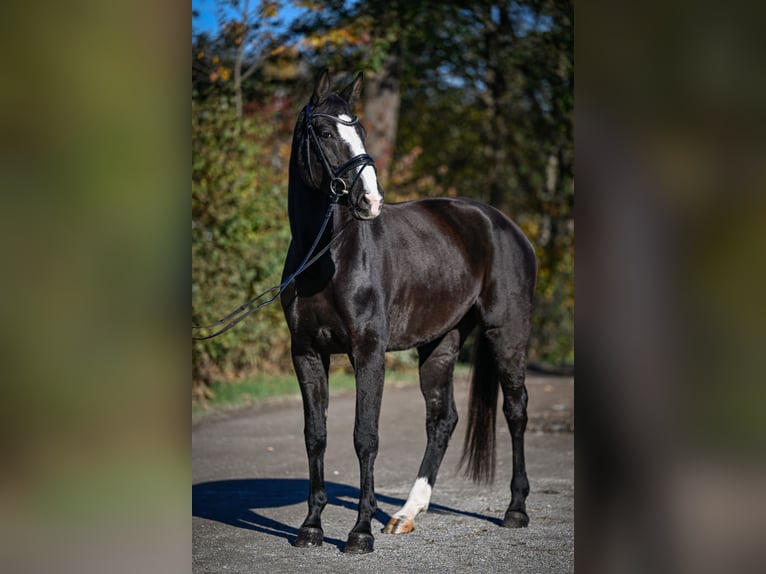 Koń oldenburski Klacz 5 lat 174 cm Ciemnogniada in Gossau ZH