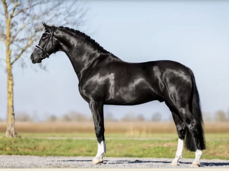 Koń oldenburski Klacz 5 lat 174 cm Gniada in Putten