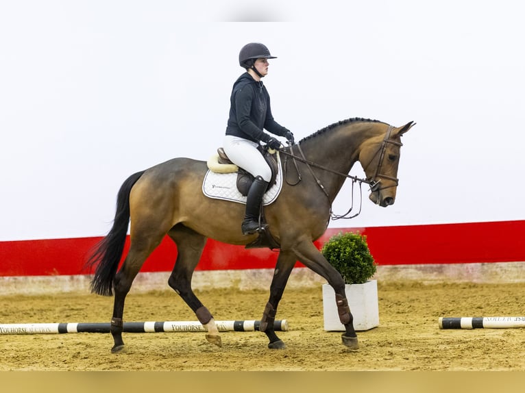 Koń oldenburski Klacz 5 lat 174 cm Gniada in Waddinxveen