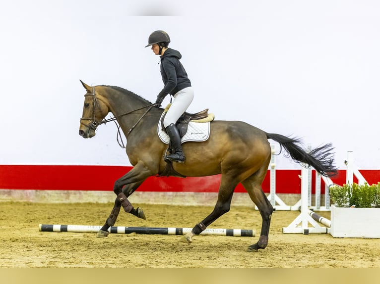 Koń oldenburski Klacz 5 lat 174 cm Gniada in Waddinxveen