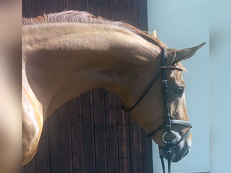 Koń oldenburski Klacz 5 lat 174 cm Kasztanowata in Arzberg