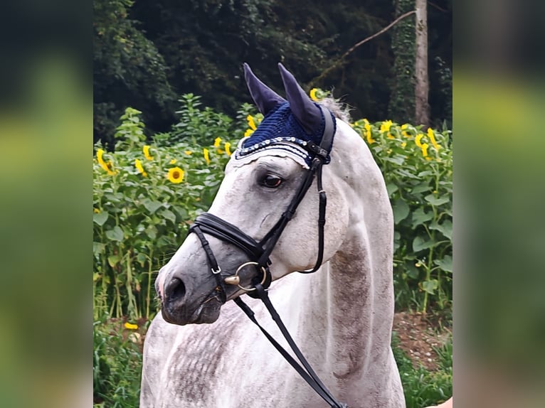 Koń oldenburski Klacz 5 lat 174 cm Siwa in Sankt Wolfgang