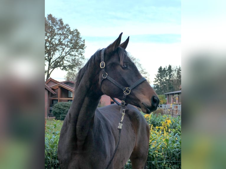 Koń oldenburski Klacz 5 lat 175 cm Ciemnogniada in Cappeln (Oldenburg)