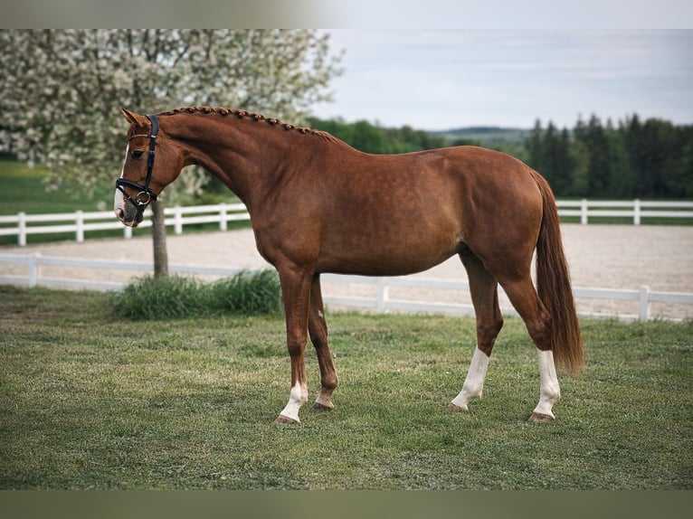 Koń oldenburski Klacz 5 lat 176 cm Kasztanowata in Berg