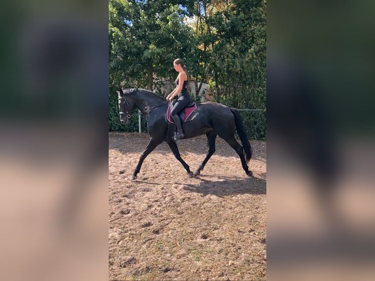 Koń oldenburski Klacz 5 lat 177 cm Ciemnogniada in Sustrum