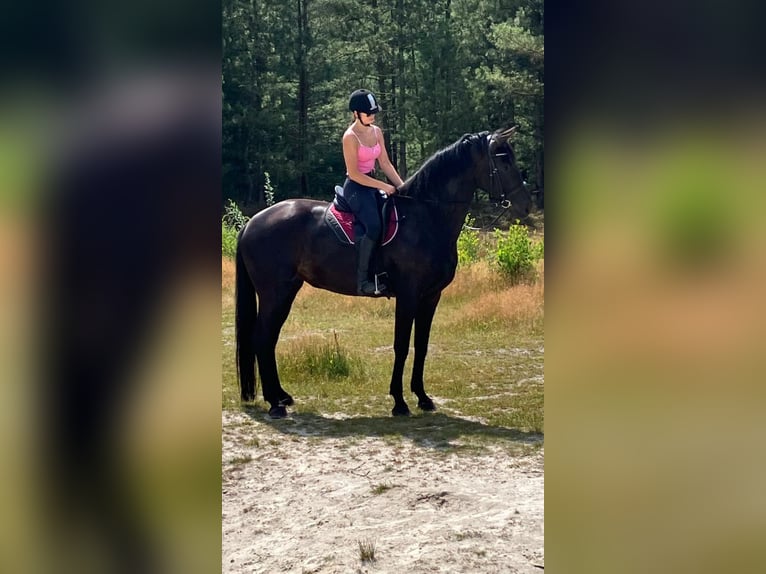 Koń oldenburski Klacz 5 lat 177 cm Ciemnogniada in Sustrum
