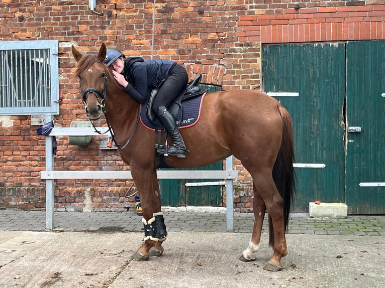 Koń oldenburski Klacz 5 lat 177 cm Kasztanowata in Warendorf