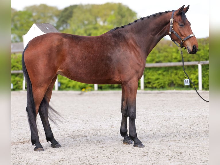 Koń oldenburski Klacz 5 lat 179 cm Gniada in Neustadt (Wied)