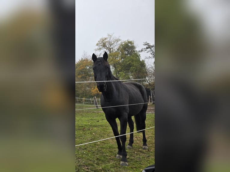 Koń oldenburski Klacz 5 lat Kara in Knittelsheim