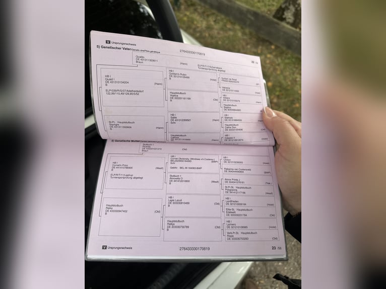 Koń oldenburski Klacz 6 lat 157 cm Gniada in Wilhelmshaven