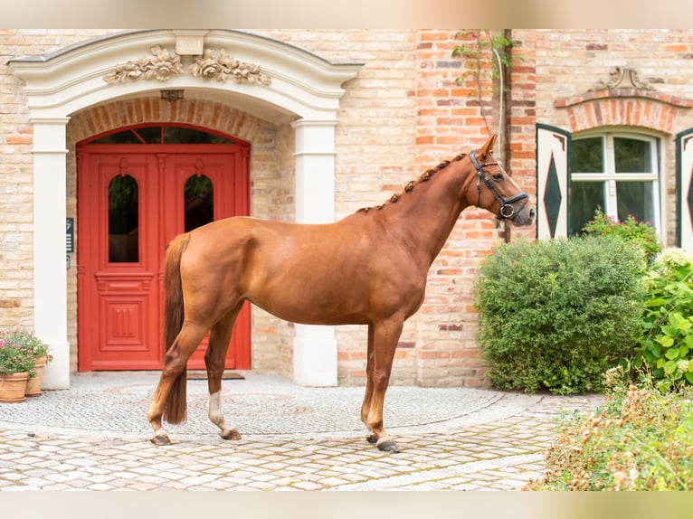 Koń oldenburski Klacz 6 lat 159 cm Kasztanowata in Beelitz