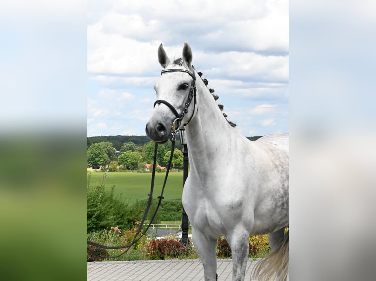 Koń oldenburski Klacz 6 lat 159 cm Siwa in Wysin