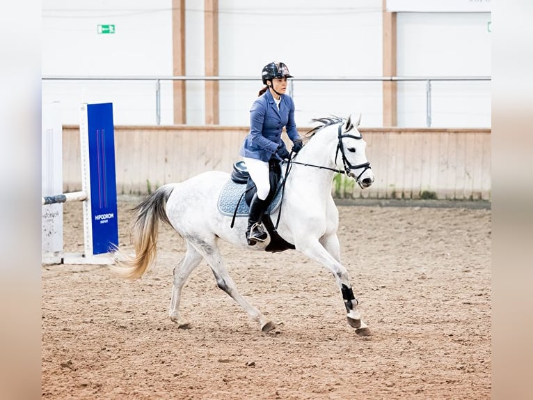 Koń oldenburski Klacz 6 lat 159 cm Siwa in Wysin