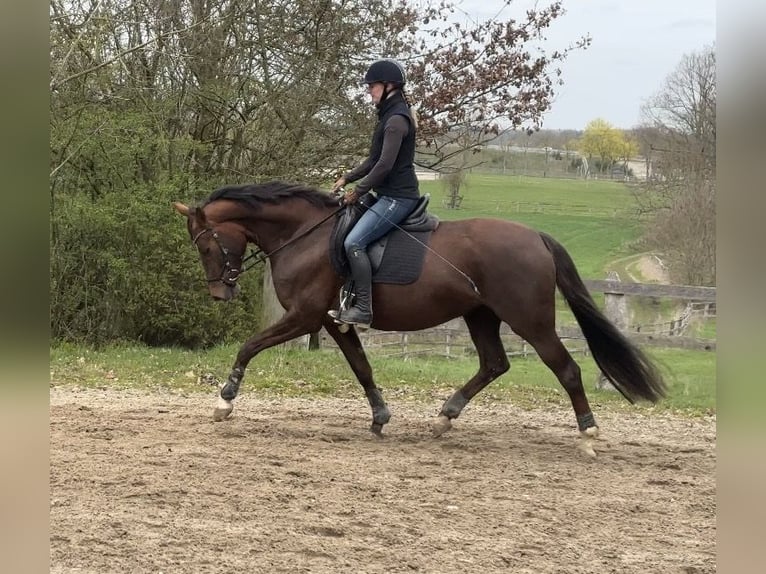 Koń oldenburski Klacz 6 lat 162 cm Ciemnokasztanowata in Belm
