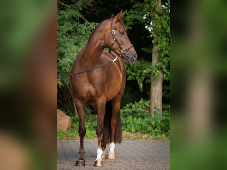 Koń oldenburski Klacz 6 lat 162 cm Ciemnokasztanowata in Belm