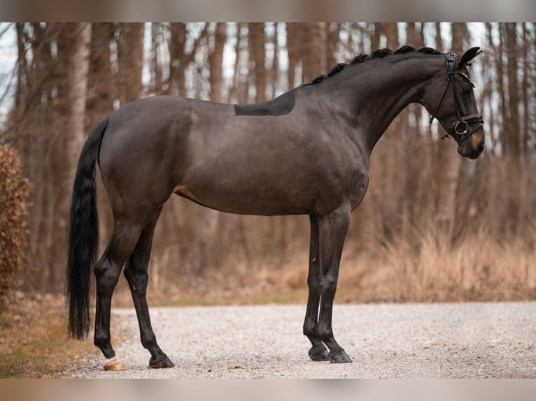 Koń oldenburski Klacz 6 lat 163 cm Ciemnogniada in Wehringen