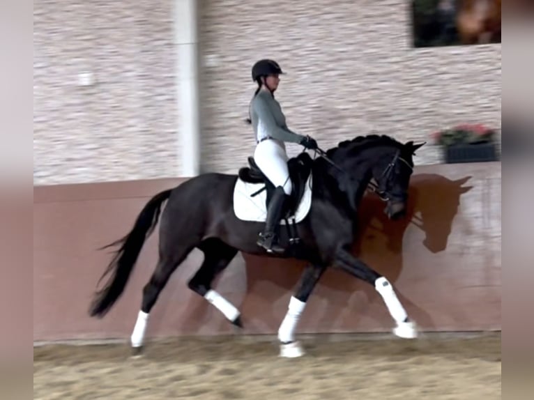 Koń oldenburski Klacz 6 lat 163 cm Ciemnogniada in Wehringen