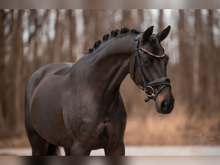 Koń oldenburski Klacz 6 lat 163 cm Ciemnogniada in Wehringen