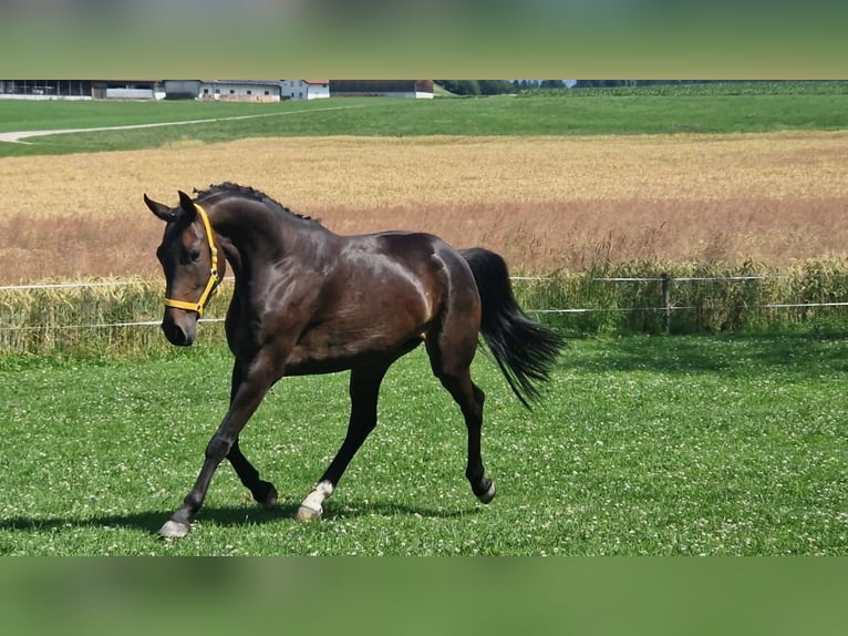 Koń oldenburski Klacz 6 lat 164 cm Ciemnogniada in Traunstein