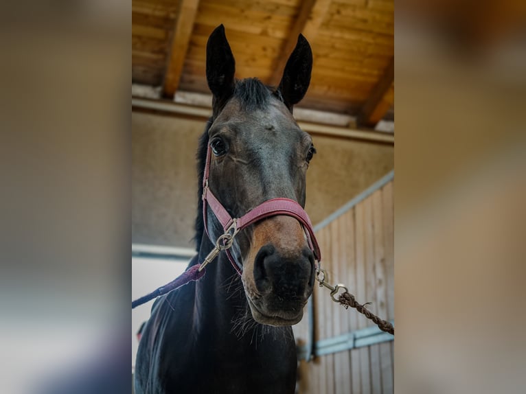 Koń oldenburski Klacz 6 lat 164 cm Ciemnogniada in Traunstein