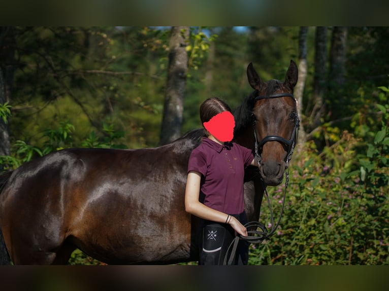 Koń oldenburski Klacz 6 lat 164 cm Ciemnogniada in Traunstein