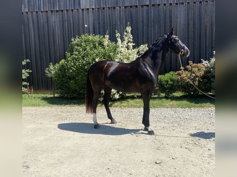 Koń oldenburski Klacz 6 lat 164 cm Kara in Ludon medoc