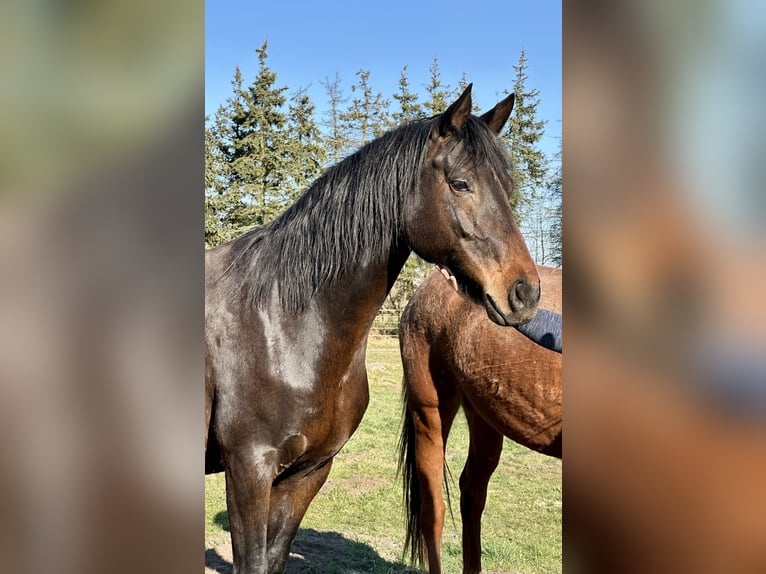 Koń oldenburski Klacz 6 lat 165 cm Ciemnogniada in Falkensee