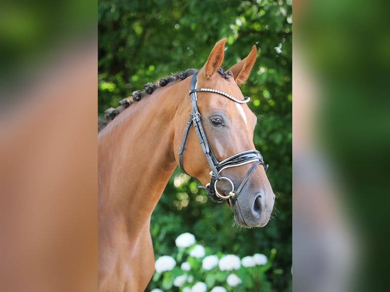 Koń oldenburski Klacz 6 lat 165 cm Ciemnokasztanowata in Ennigerloh