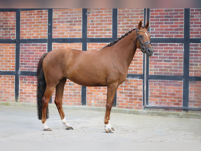 Koń oldenburski Klacz 6 lat 165 cm Ciemnokasztanowata in Ennigerloh