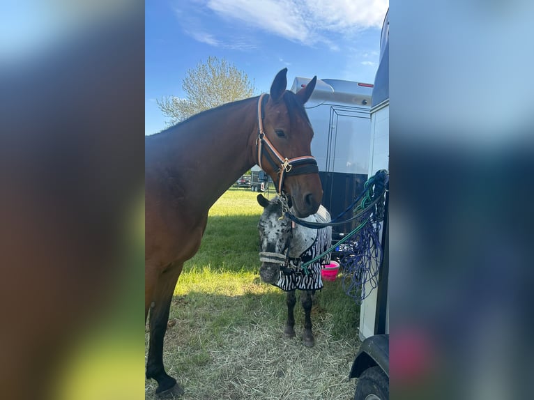 Koń oldenburski Klacz 6 lat 165 cm Gniada in Bülstringen