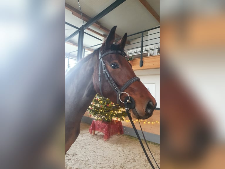 Koń oldenburski Klacz 6 lat 165 cm Gniada in Bülstringen