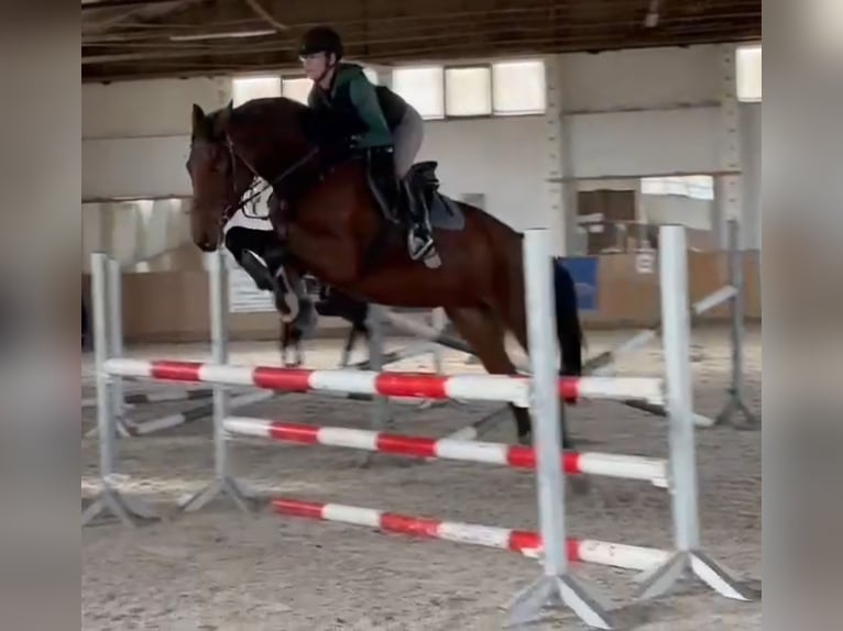 Koń oldenburski Klacz 6 lat 165 cm Gniada in Bülstringen