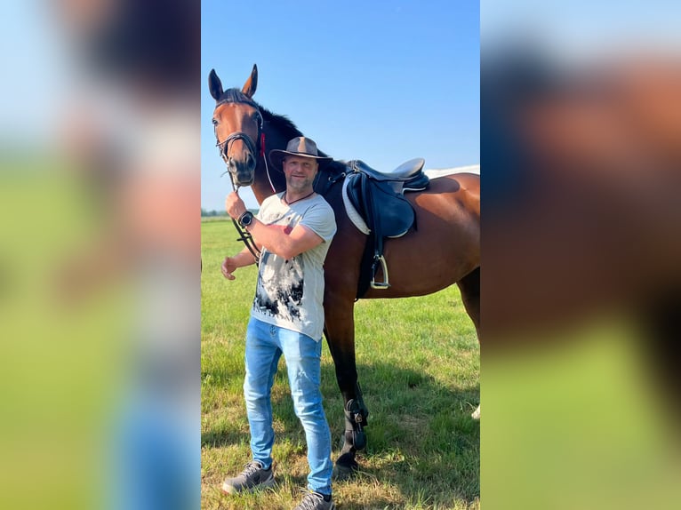 Koń oldenburski Klacz 6 lat 165 cm Gniada in Bülstringen