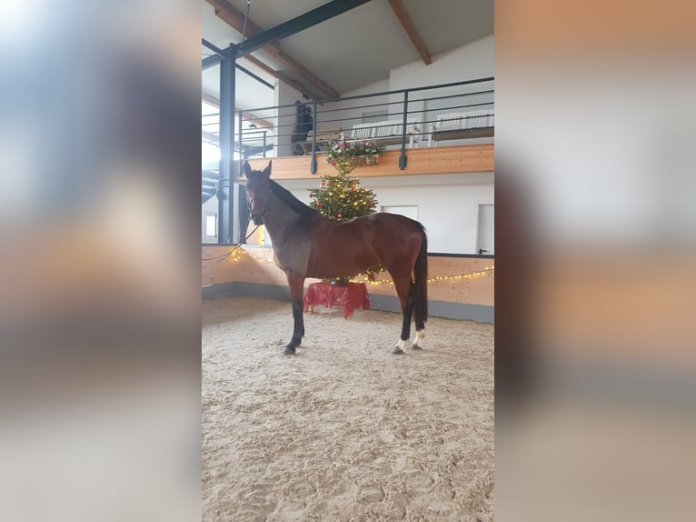 Koń oldenburski Klacz 6 lat 165 cm Gniada in Bülstringen