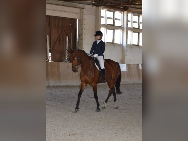 Koń oldenburski Klacz 6 lat 165 cm Gniada in Bülstringen