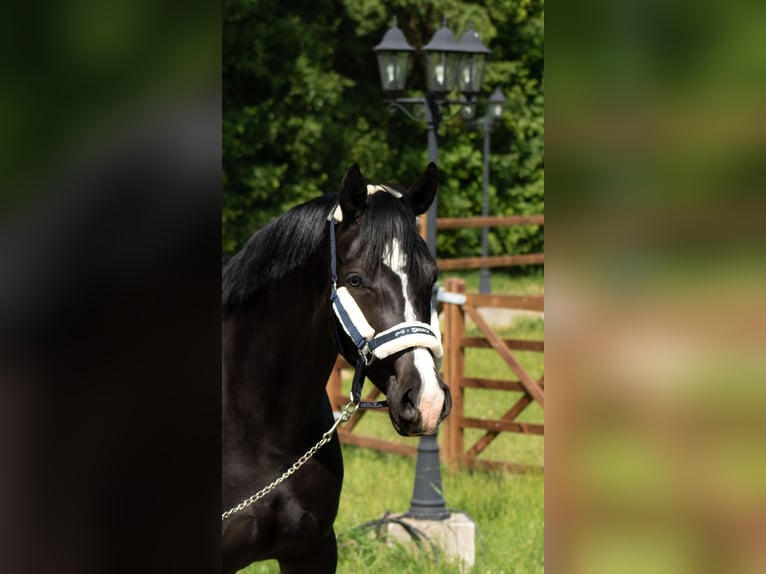 Koń oldenburski Klacz 6 lat 165 cm Kara in Bodenkirchen