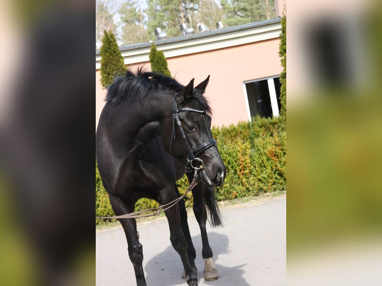 Koń oldenburski Klacz 6 lat 165 cm Kara in Rothenburg/Oberlausitz