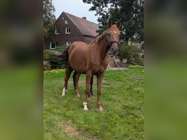 Koń oldenburski Klacz 6 lat 165 cm Kasztanowata in Ihlow