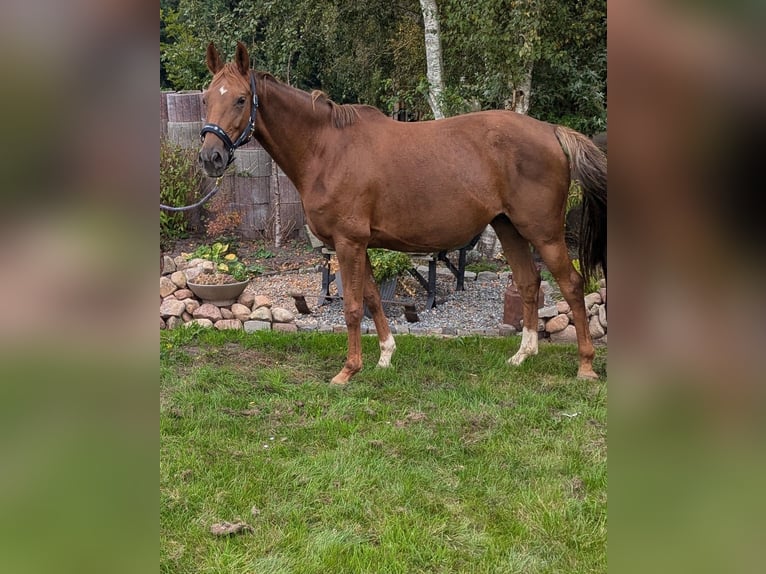 Koń oldenburski Klacz 6 lat 165 cm Kasztanowata in Ihlow