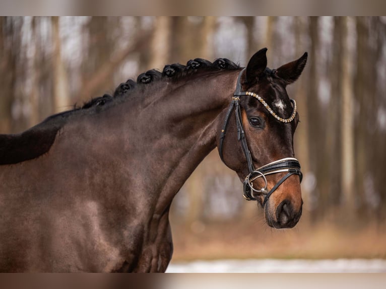 Koń oldenburski Klacz 6 lat 166 cm Ciemnogniada in Wehringen