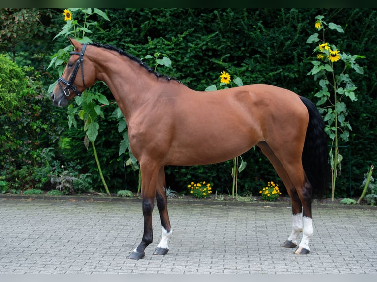 Koń oldenburski Klacz 6 lat 166 cm Gniada in Damme