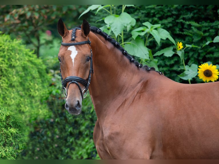 Koń oldenburski Klacz 6 lat 166 cm Gniada in Damme