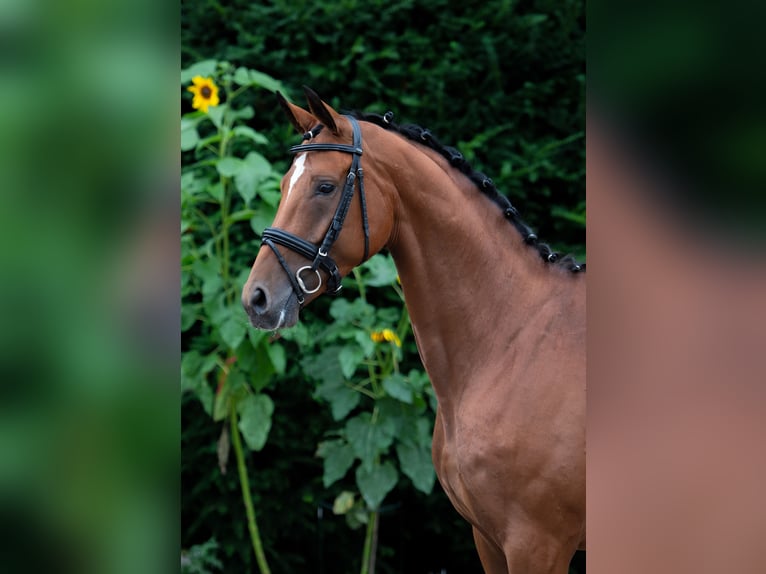 Koń oldenburski Klacz 6 lat 166 cm Gniada in Damme