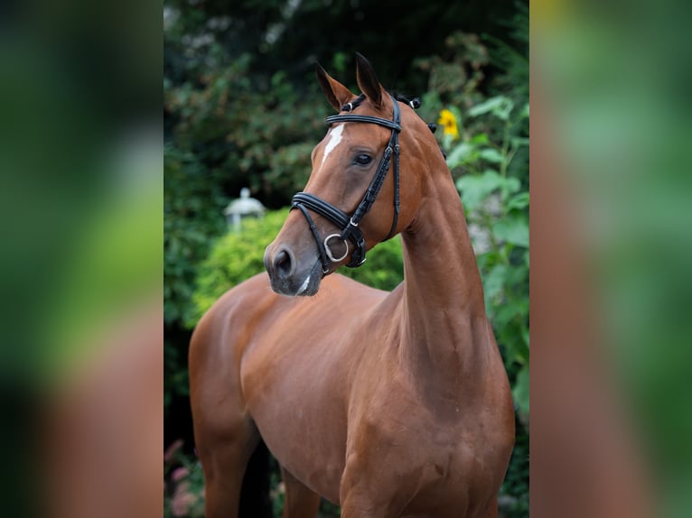 Koń oldenburski Klacz 6 lat 166 cm Gniada in Damme