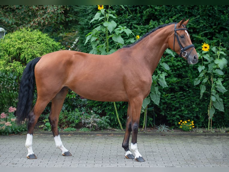 Koń oldenburski Klacz 6 lat 166 cm Gniada in Damme