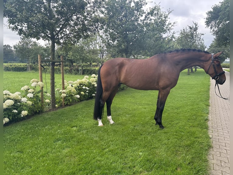 Koń oldenburski Klacz 6 lat 166 cm Gniada in Emlichheim