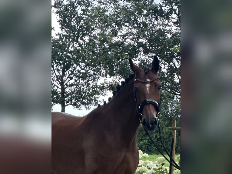 Koń oldenburski Klacz 6 lat 166 cm Gniada in Emlichheim